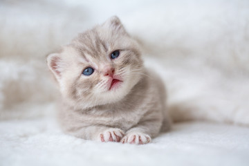 Obraz na płótnie Canvas Little light lop-eared kitten with blue eyes on a fur mat