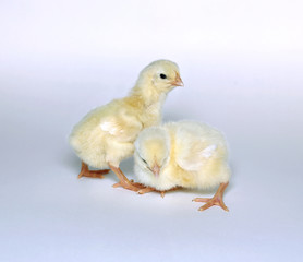 Nestlings little yellow chicks