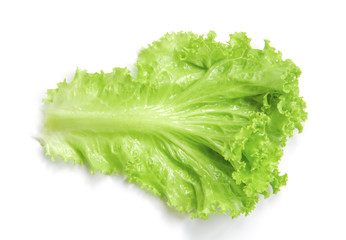 Fresh Lettuce / one leaf isolated on white background / close-up