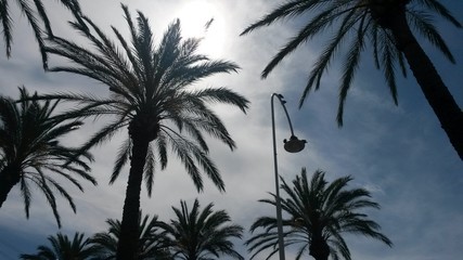 Fototapeta na wymiar Palm trees in backlight