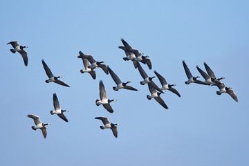 Barnacle goose (Branta leucopsis)