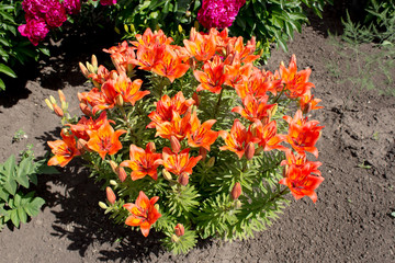 цветение лилии в саду