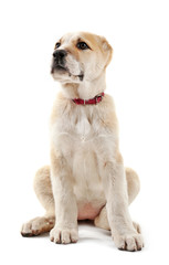 Central Asian Shepherd puppy isolated on white