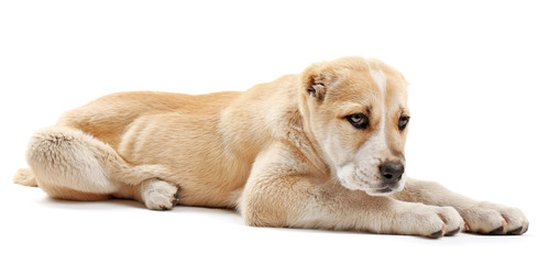 Central Asian Shepherd puppy isolated on white