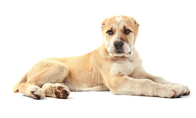 Central Asian Shepherd puppy isolated on white