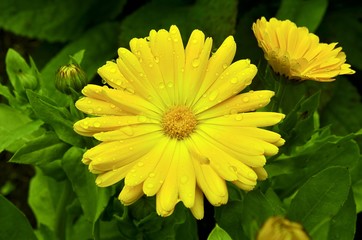 calendula