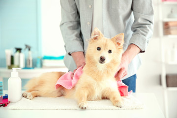 Cute dog Spitz at groomer salon - Powered by Adobe