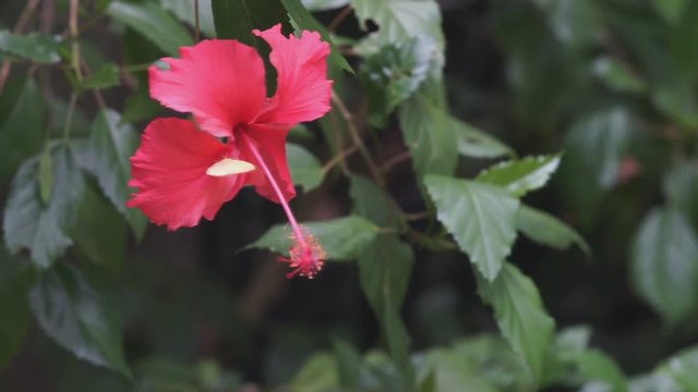 ellow butterfly and Red shoeflower