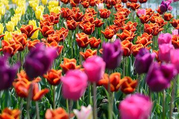Tulip. Beautiful bouquet of tulips. colorful tulips. tulips in spring,colourful tulip