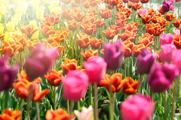 Tulip. Beautiful bouquet of tulips. colorful tulips. tulips in spring,colourful tulip