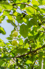 Ripe apples hanging on a branch in the garden. Selective focus