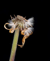Yellow dahlia withered flower