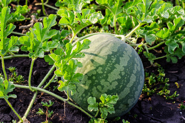 Watermelons on the green melon field in the summer. Selective focus