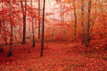 Fototapeta premium color autumn forest