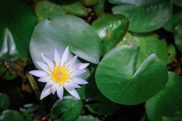 Beautiful white lotus blooming in pond.