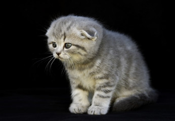 Красивый котенок на темном фоне