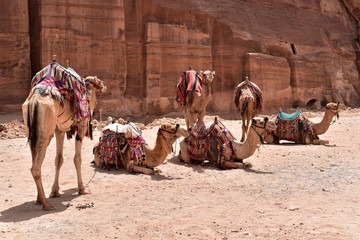 Camels are waiting for the tourists in Petra, Jordan