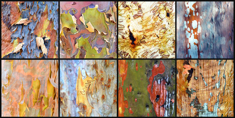 Collage of colourful Australian gumtree (Angophora and Eucalyptus) bark on a balck background (4 x 2 panel)