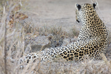 Leopard mother cares for her cub in gathering darkness