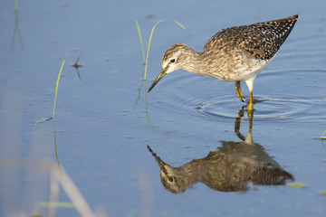 Wood sandpiper wading in shallow water with reflection