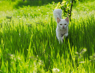 White cat running through the green grass