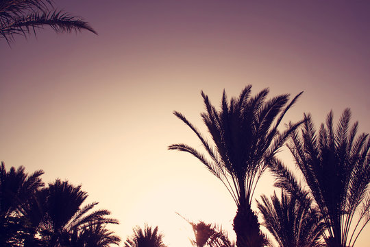 Palm trees against sky. summer, vacation and tropical concept