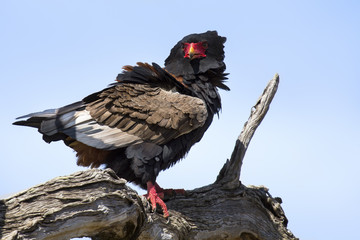 Mature bateleur sit in a tree with blue sky
