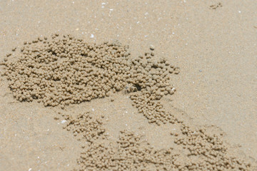 sand bubble crab