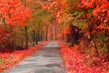 Fototapeta premium color autumn forest