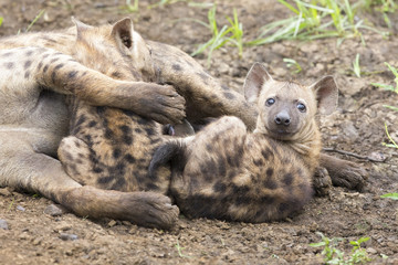 Hyena cubs feeding on their mother as part of a family