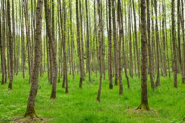 Fototapeta premium Forrest