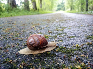 Schnecke mit Haus macht sich auf den Weg