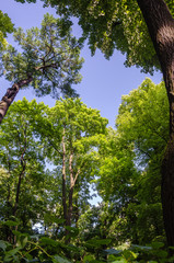 The crown of the tall lindens and trees in the Summer garden against a blue sky