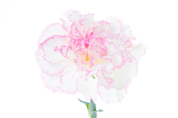 カーネーション 白バック