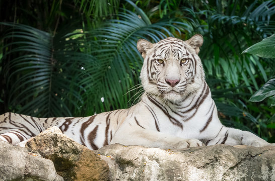 White bengal tiger