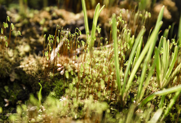 Young sprout in springtime,Closeup.