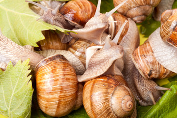 some snails crawling on a white background closeup