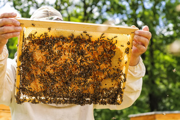 Beekeeper holding frame of honeycomb with bees