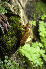 Husk of cicada on nature background