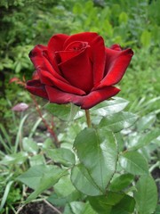 One dark and red rose flower