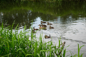 Kaczki płynące po rzece © Senatorek