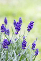 Obraz premium lavender flowers