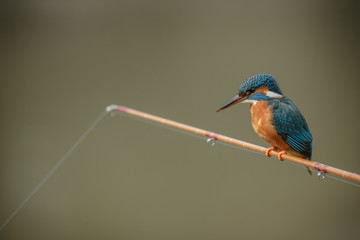 Kingfisher perched on a fishing rod