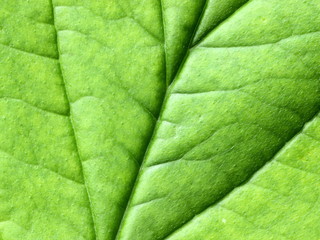 Green leaves close-up