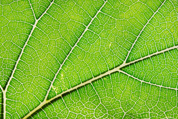 Texture of green leaf and veins