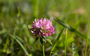 Pink Flower Standing in Field