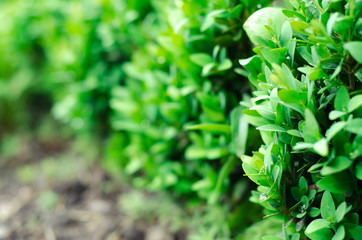 Green bush leaves wall background