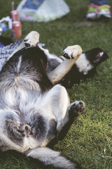 Dog sleeping on grass