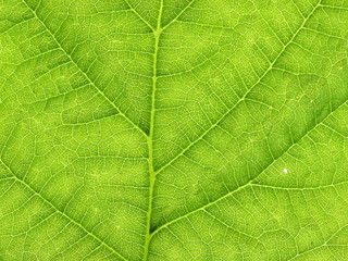 Obraz premium Green leaves close-up
