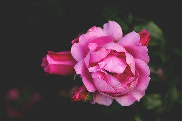 Beautiful rose blossoms close up